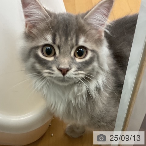 サイベリアンの写真