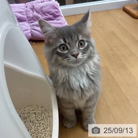 サイベリアンの写真