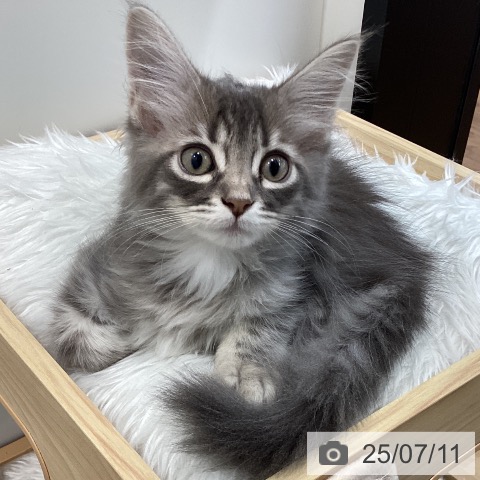 サイベリアンの写真
