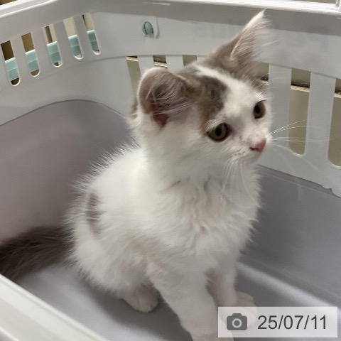 ノルウェージャンフォレストキャットの写真