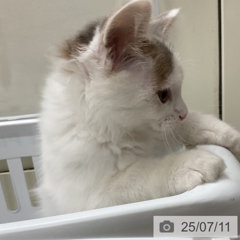 ノルウェージャンフォレストキャットの写真