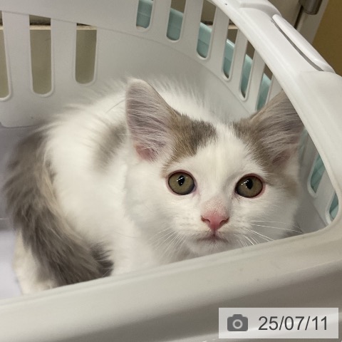 ノルウェージャンフォレストキャットの写真