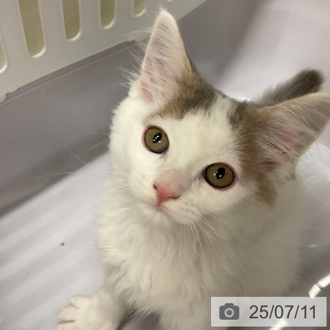 ノルウェージャンフォレストキャットの写真