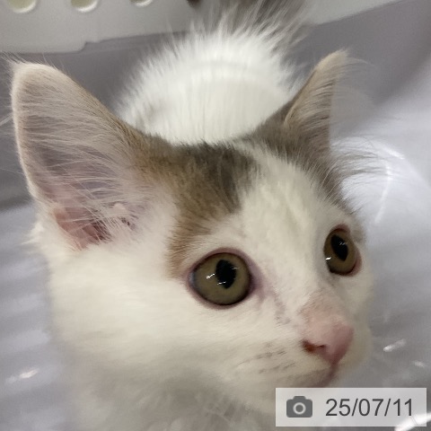 ノルウェージャンフォレストキャットの写真