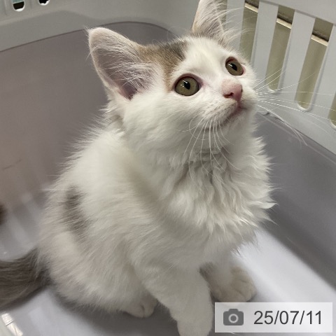 ノルウェージャンフォレストキャットの写真