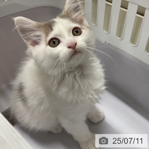ノルウェージャンフォレストキャットの写真