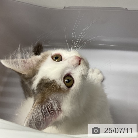 ノルウェージャンフォレストキャットの写真