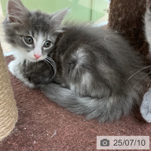 ノルウェージャンフォレストキャットの写真