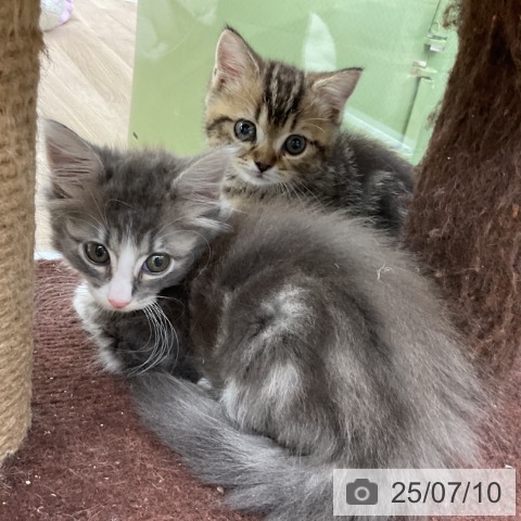 ノルウェージャンフォレストキャットの写真