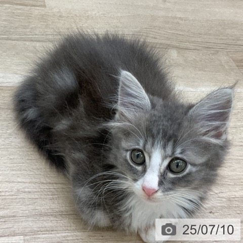 ノルウェージャンフォレストキャットの写真