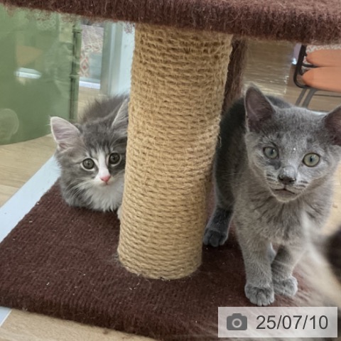 ノルウェージャンフォレストキャットの写真