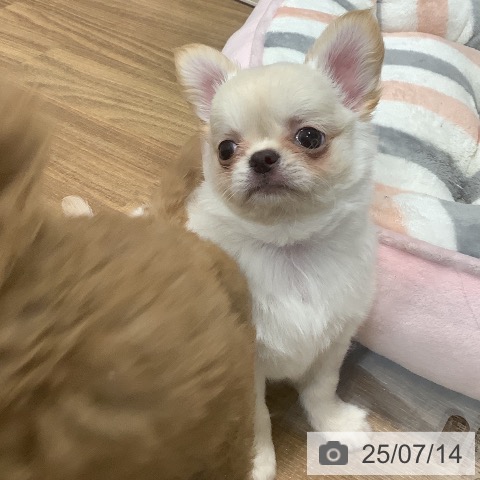 チワワの写真
