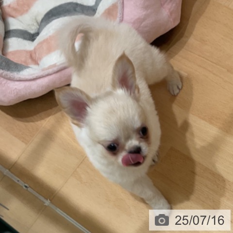 チワワの写真