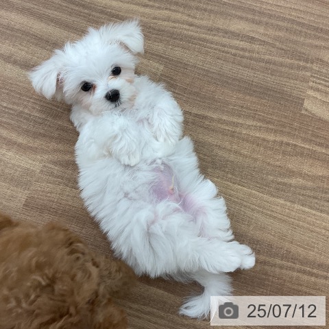 マルチーズの写真