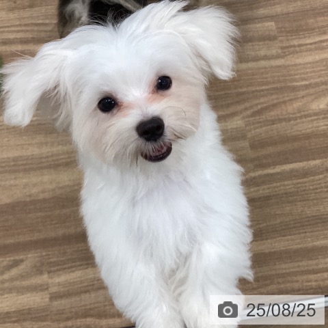 マルチーズの写真