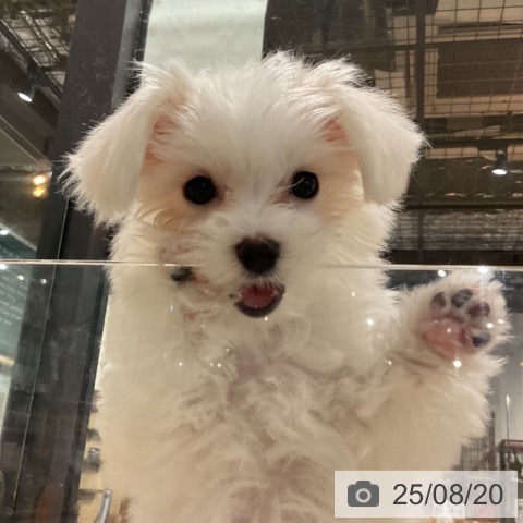マルチーズの写真