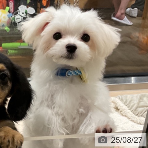 マルチーズの写真