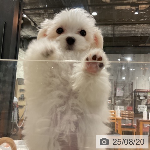 マルチーズの写真