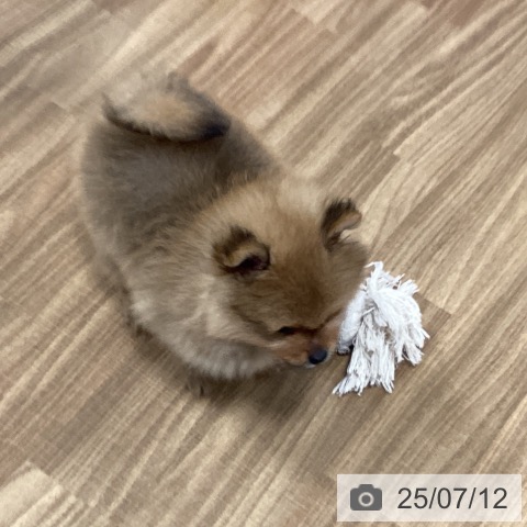 ポメラニアンの写真