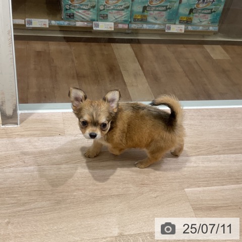 チワワの写真