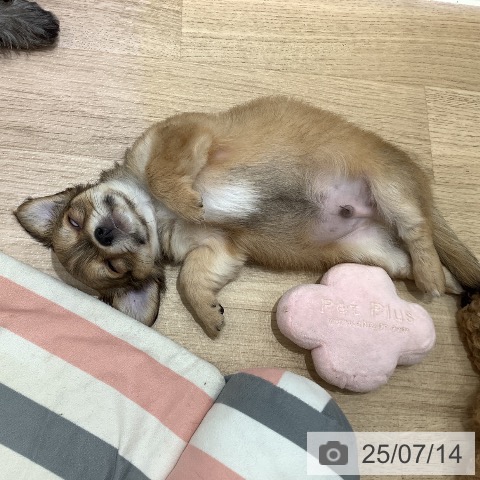 チワワの写真