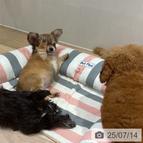 チワワの写真