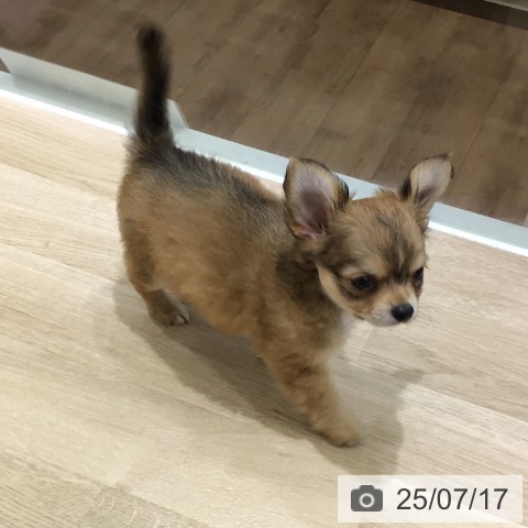 チワワの写真