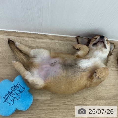 チワワの写真