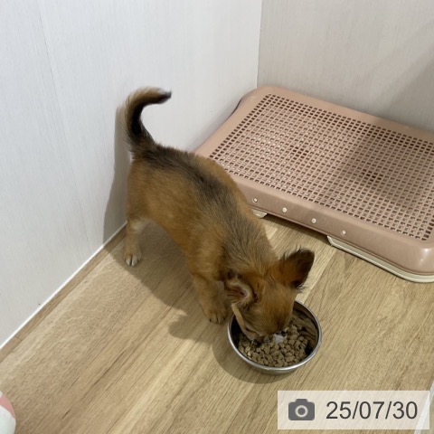 チワワの写真