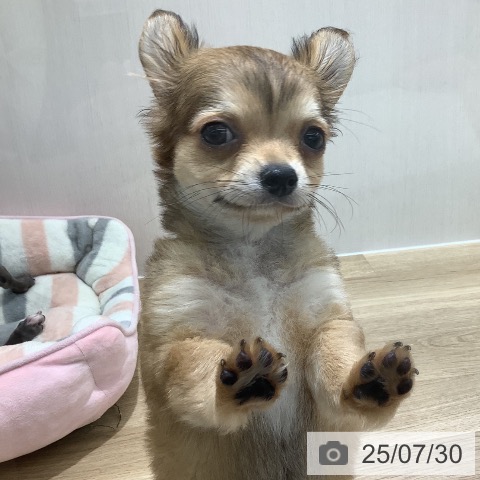チワワの写真
