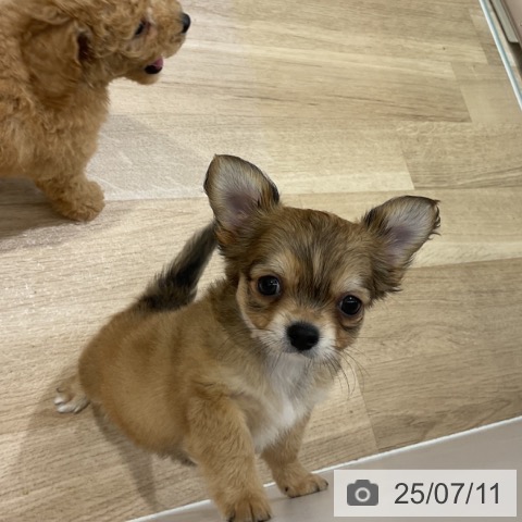 チワワの写真