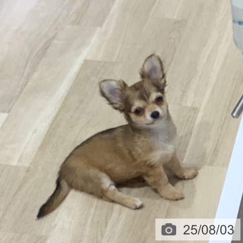 チワワの写真