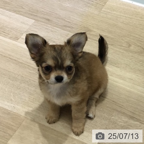 チワワの写真