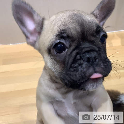 フレンチ・ブルドッグの写真