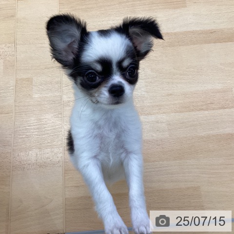 チワワの写真