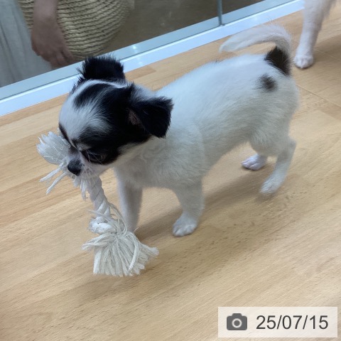 チワワの写真