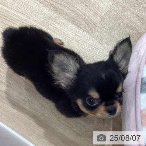 チワワの写真