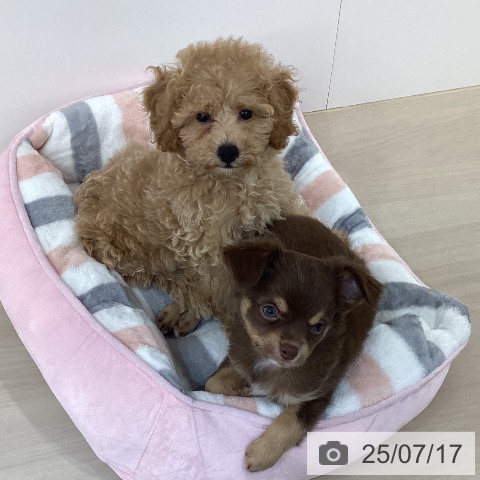 チワワの写真