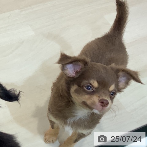 チワワの写真