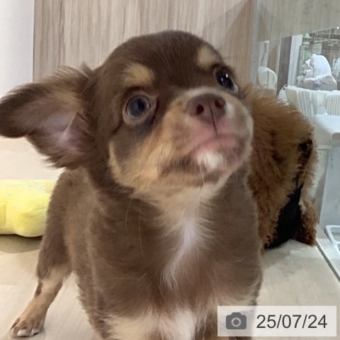 チワワの写真