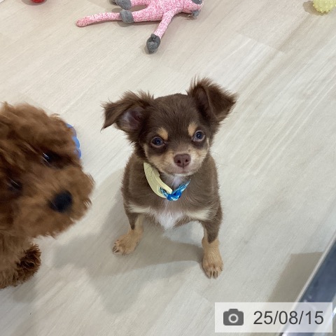 チワワの写真