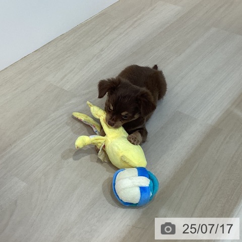 チワワの写真