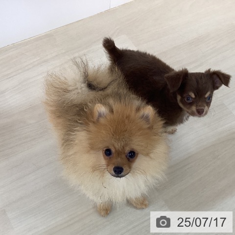 チワワの写真