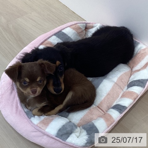 チワワの写真