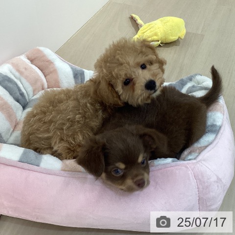 チワワの写真
