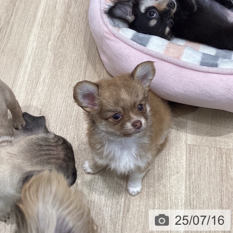 チワワの写真