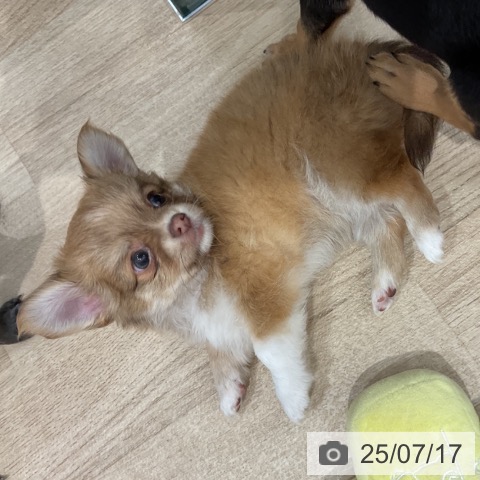チワワの写真
