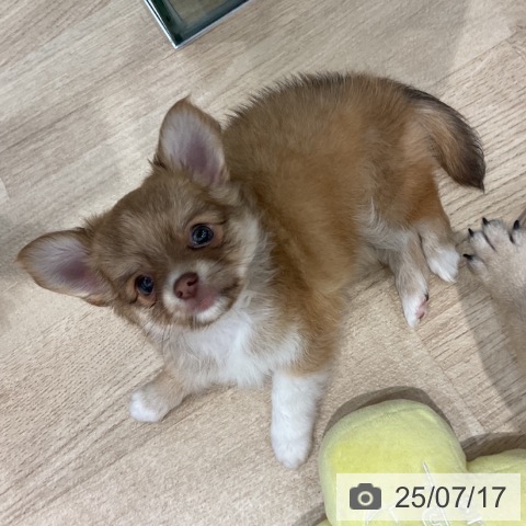 チワワの写真