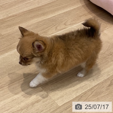 チワワの写真