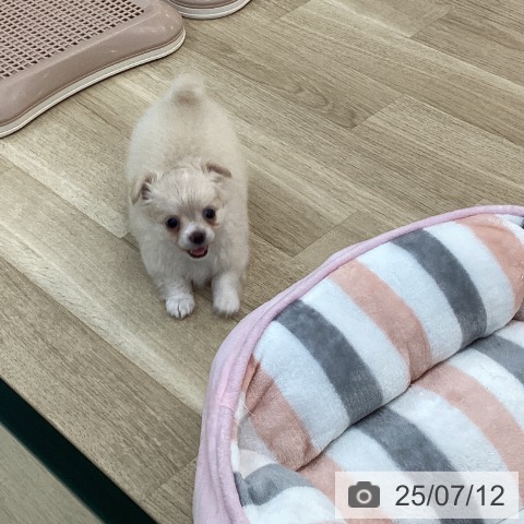 チワワの写真